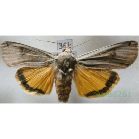 Noctua pronuba (Linnaeus, 1758) Rolnica tasiemka Czech36k